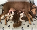 Image preview for Ad Listing. Nickname: Litter of 10