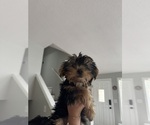 Small #5 Yorkshire Terrier