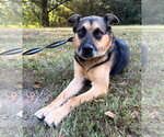 Small Photo #3 German Shepherd Dog-Unknown Mix Puppy For Sale in Attalka, AL, USA