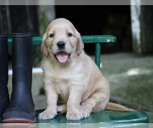 Medium Photo #10 Golden Irish Puppy For Sale in JONES, MI, USA