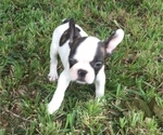 Small Photo #85 French Bulldog Puppy For Sale in AVON PARK, FL, USA
