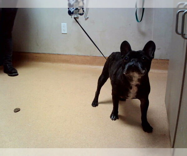Medium Photo #1 French Bulldog Puppy For Sale in Martinez, CA, USA