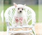 Small Photo #31 Chihuahua Puppy For Sale in WARSAW, IN, USA