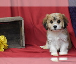 Image preview for Ad Listing. Nickname: Boston