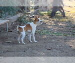 Small #3 Jack Russell Terrier Mix