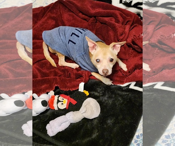 Medium Photo #5 Chihuahua-Unknown Mix Puppy For Sale in Royal Palm Beach, FL, USA