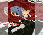 Small #4 Chihuahua Mix