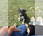 Small #8 Labrador Retriever Mix