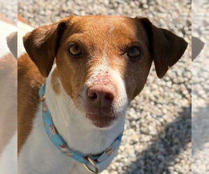 Jack Russell Terrier-Unknown Mix Dogs for adoption in Jefferson, WI, USA