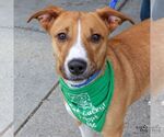 Small #3 Beagle Mix