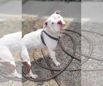 Small American Pit Bull Terrier Mix