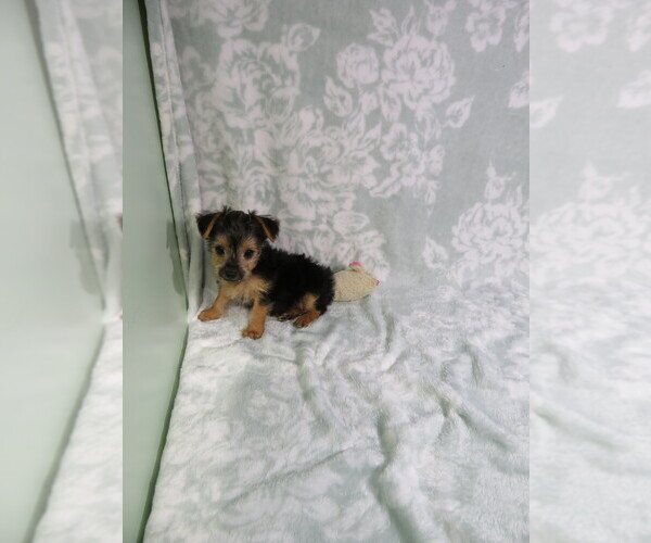 Medium Photo #1 Yorkshire Terrier Puppy For Sale in COOKEVILLE, TN, USA