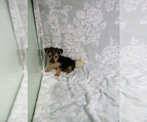 Yorkshire Terrier Puppy for sale in COOKEVILLE, TN, USA