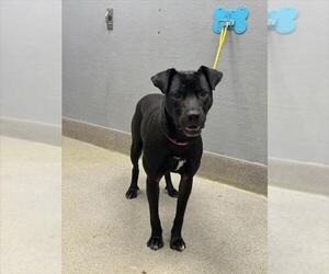 Mutt Dogs for adoption in Las Vegas, NV, USA