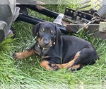 Puppy Flower Doberman Pinscher