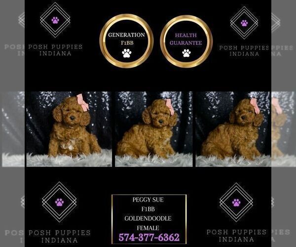 Medium Photo #8 Goldendoodle (Miniature) Puppy For Sale in WARSAW, IN, USA