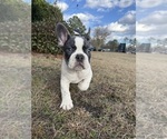 Small #6 French Bulldog