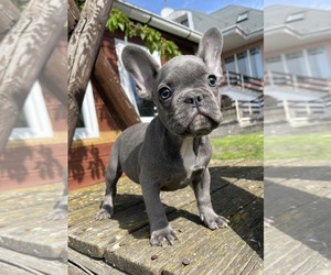 French Bulldog Puppy for sale in Szentendre, Pest, Hungary