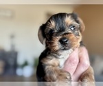 Small #1 Yorkshire Terrier