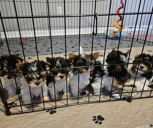 Biewer Yorkie Puppy for sale in SARASOTA, FL, USA