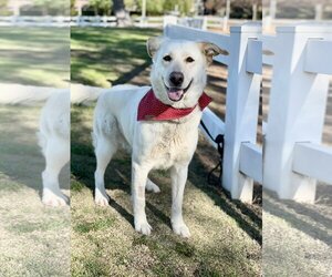 Twinkle - Female Labrador Retriever-Unknown Mix Dog for Adoption - Photo #6