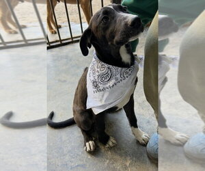 Jett - Female Labrador Retriever-Unknown Mix Dog for Adoption - Photo #4