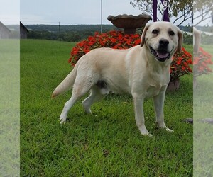 Father of the Labrador Retriever puppies born on 03/12/2022