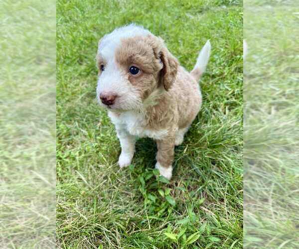Medium Photo #5 Aussiedoodle-Labradoodle Mix Puppy For Sale in BRYANTOWN, MD, USA
