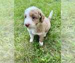 Small Photo #5 Aussiedoodle-Labradoodle Mix Puppy For Sale in BRYANTOWN, MD, USA