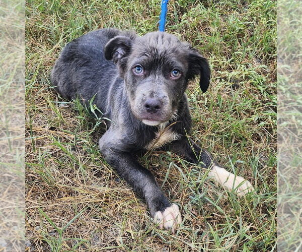 Medium Photo #3 Mutt Puppy For Sale in Wetumpka, AL, USA