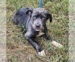 Small #2 Mutt