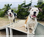 Small #3 American Pit Bull Terrier Mix