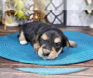 Yo-Chon Puppy for sale in MARIETTA, GA, USA