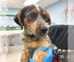Small #1 Mutt
