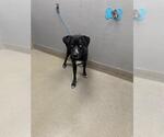 Small Labrador Retriever Mix