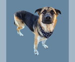 Small German Shepherd Dog