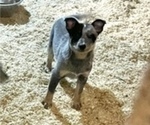 Small #3 Australian Cattle Dog