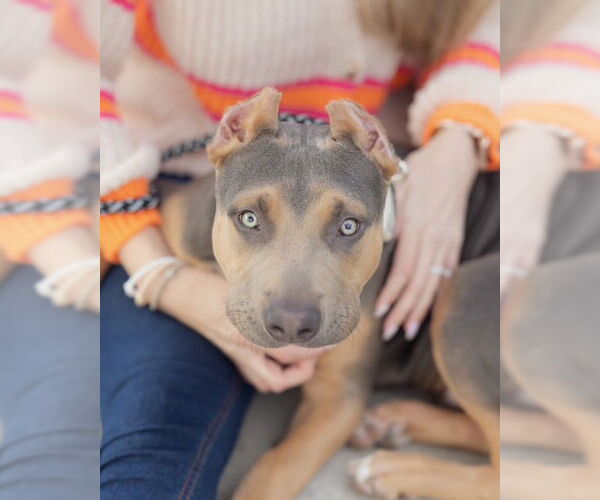 Medium Photo #6 American Bulldog Puppy For Sale in Orlando, FL, USA