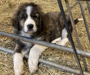 Great Bernese Puppy for sale in CARROLLTON, OH, USA