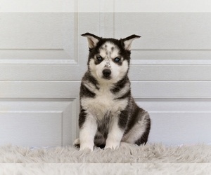German Shepherd Dog-Siberian Husky Mix Puppy for sale in MILLERSBURG, OH, USA