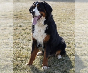 Father of the Bernese Mountain Dog puppies born on 11/15/2021