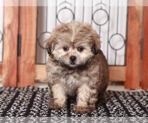 ShihPoo Puppy for Sale in NAPLES, Florida USA