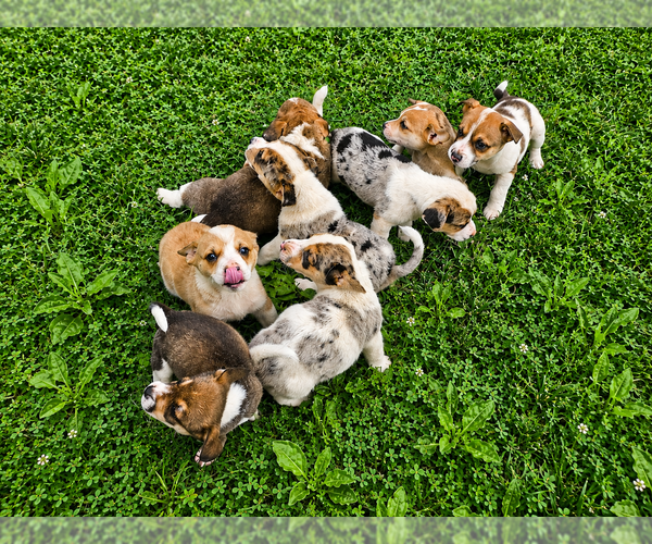 Medium Photo #1 Augi Puppy For Sale in MEADOWS OF DAN, VA, USA