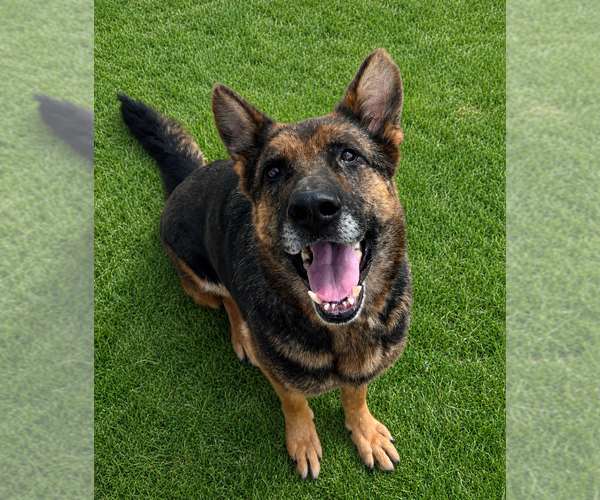 Medium Photo #2 German Shepherd Dog Puppy For Sale in Evansville, IN, USA