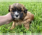 Small Photo #4 ShihPoo Puppy For Sale in IRVINGTON, KY, USA