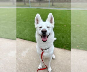 Siberian Husky Dogs for adoption in Cumming, GA, USA