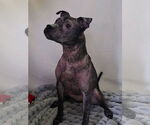 Small #12 Staffordshire Bull Terrier Mix