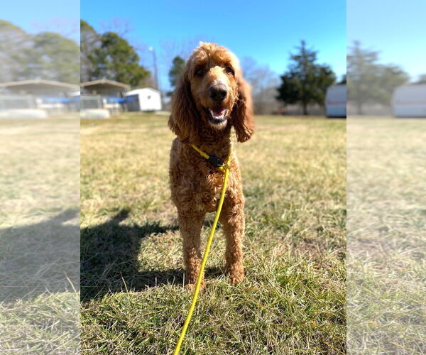 Medium Photo #8 Golden Irish Puppy For Sale in Pacolet, SC, USA