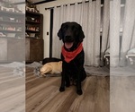 Small Photo #1 Labrador Retriever Puppy For Sale in SUMMERVILLE, SC, USA