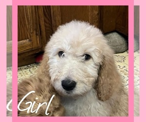 Labradoodle Puppy for Sale in PERRIS, California USA